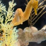 Buying Seahorses for Color