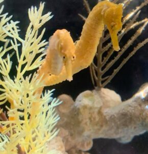 Read more about the article Buying Seahorses for Color