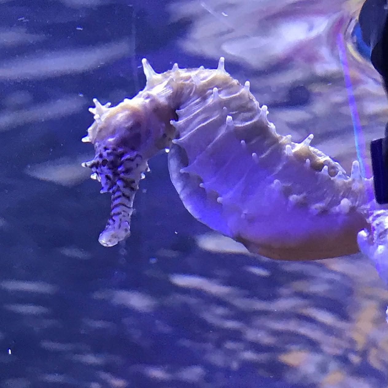 Read more about the article Flow in a Seahorse Tank