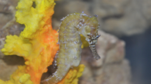 Read more about the article Commonly Asked Seahorse Questions