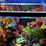 Beginner Seahorse Keeper’s Guide